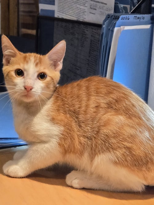 CHIPPY - Domestic Short Hair available for adoption
