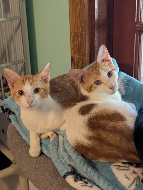 CHIPPY - Domestic Short Hair available for adoption