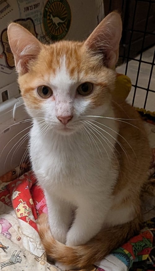 CHIPPY - Domestic Short Hair available for adoption