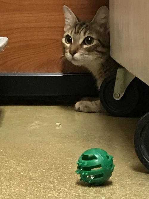 TIGGIE - Domestic Short Hair available for adoption