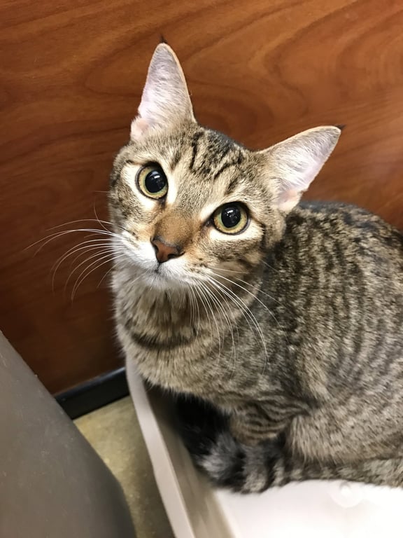 Tiggie Image