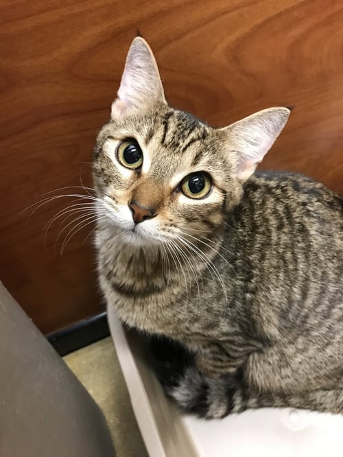 TIGGIE - Domestic Short Hair available for adoption