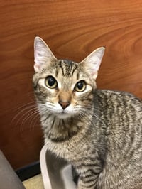 Tiggie - Photo 3
