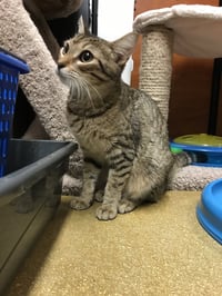 Tiggie - Photo 6