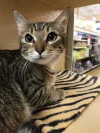 Tiggie - Photo 5