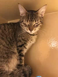 Tiggie - Photo 4
