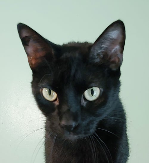 LITTLE RICKY - Domestic Short Hair available for adoption