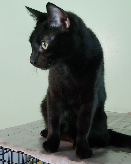 LITTLE RICKY - Domestic Short Hair available for adoption