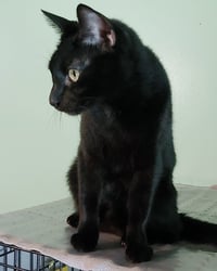 Lil Ricky - Photo 2