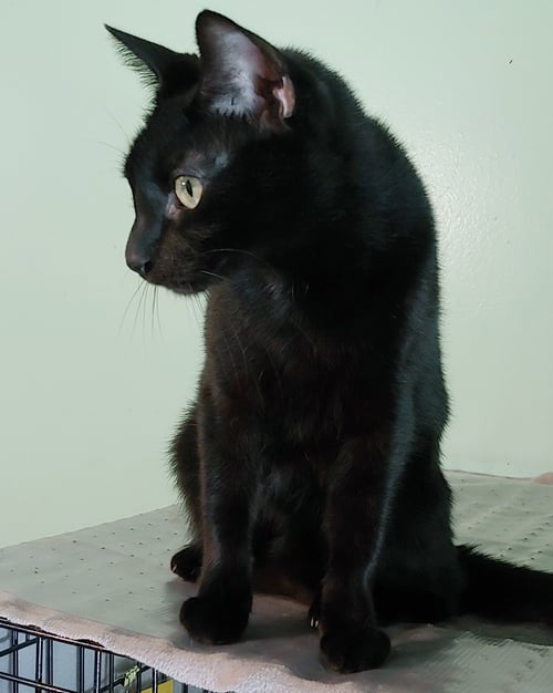 LIL RICKY - Domestic Short Hair available for adoption