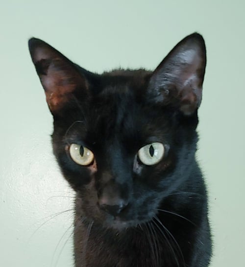 LIL RICKY - Domestic Short Hair available for adoption