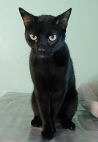 Lil Ricky - Photo 3