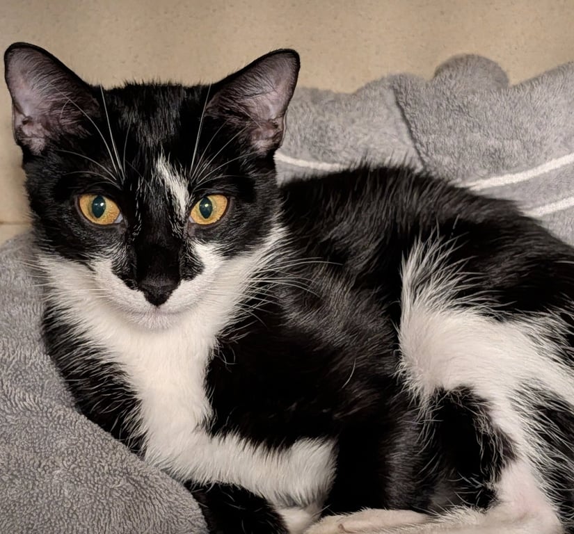 Pepper Image