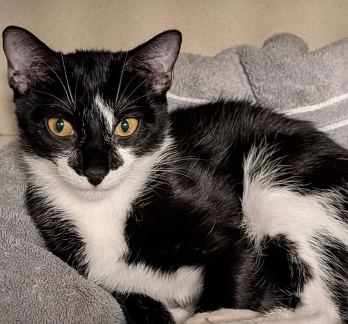 PEPPER - Domestic Short Hair available for adoption