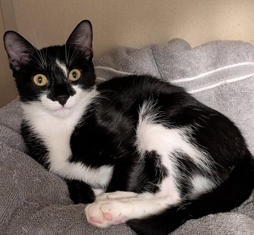 PEPPER - Domestic Short Hair available for adoption