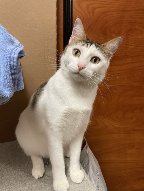 SOFIA - Domestic Short Hair available for adoption