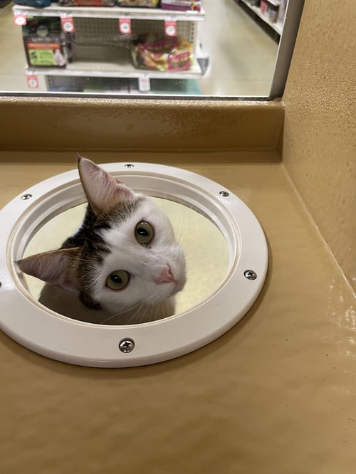 SOFIA - Domestic Short Hair available for adoption