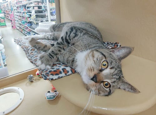 OLIVER - Domestic Short Hair available for adoption