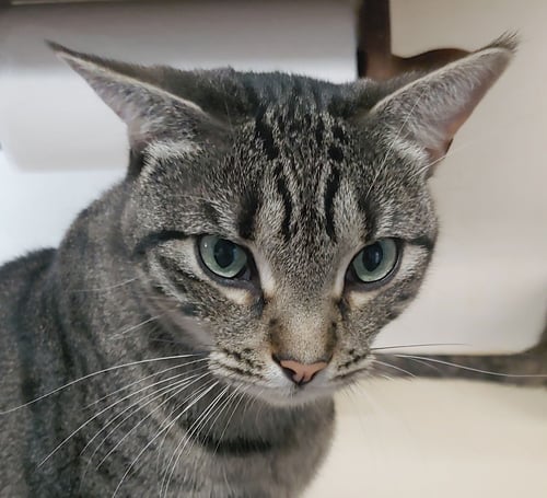 MOCHI - Domestic Short Hair available for adoption