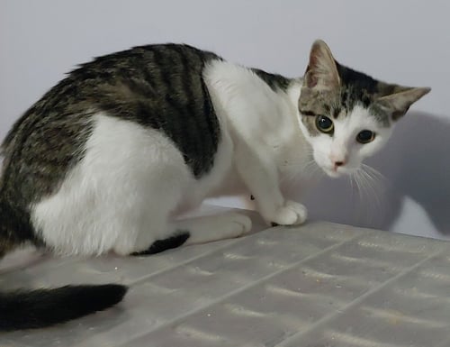 JOSIE - Domestic Short Hair available for adoption