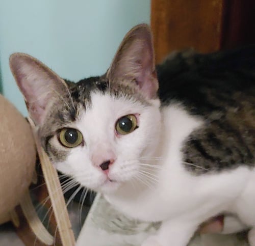 JOSIE - Domestic Short Hair available for adoption