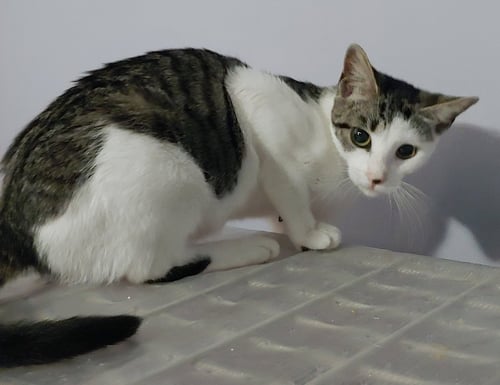 JOSIE - Domestic Short Hair available for adoption