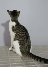 Josie - Photo 3