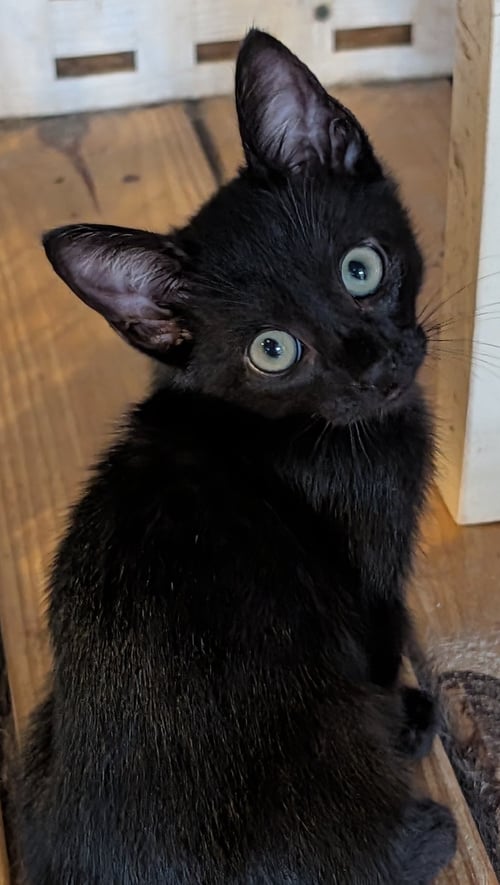 PHANTOM - Domestic Short Hair available for adoption