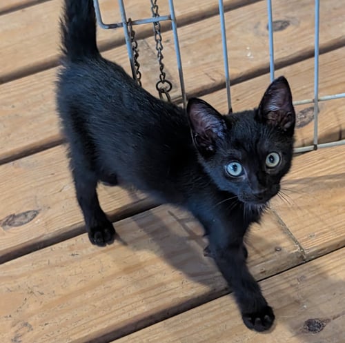 PHANTOM - Domestic Short Hair available for adoption