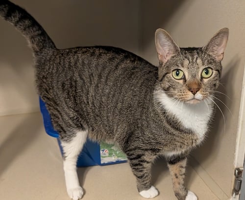 WANDA - Domestic Short Hair available for adoption
