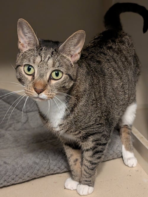 WANDA - Domestic Short Hair available for adoption