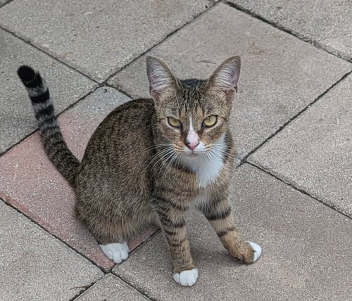 DUSTY - Domestic Short Hair available for adoption