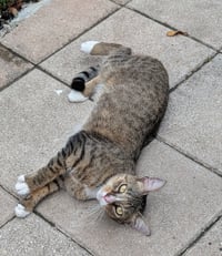 Dusty - Photo 3