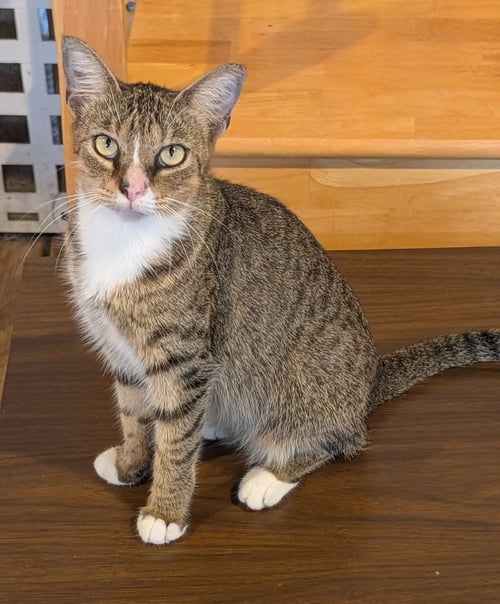 DUSTY - Domestic Short Hair available for adoption