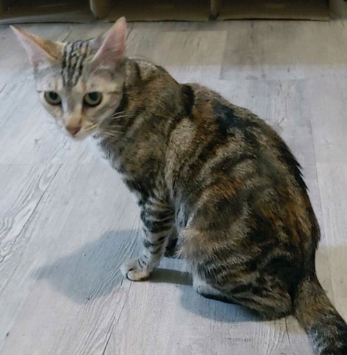 MISU - Domestic Short Hair available for adoption