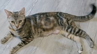 Misu - Photo 4