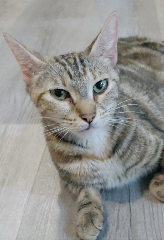 Misu Image