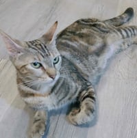Misu - Photo 5