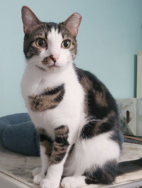 PENNE - Domestic Short Hair available for adoption