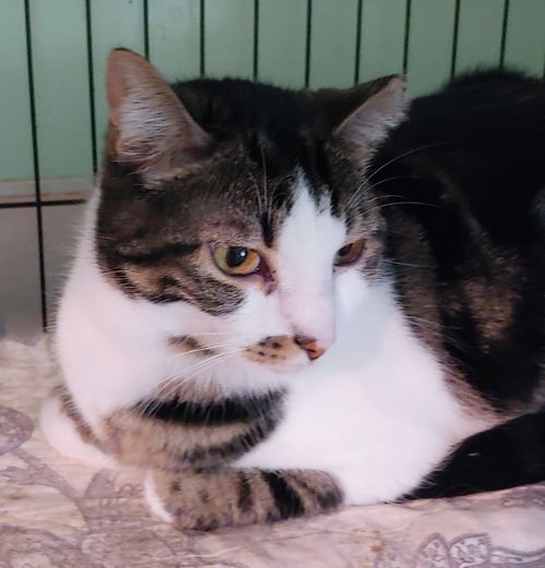 PENNE - Domestic Short Hair available for adoption