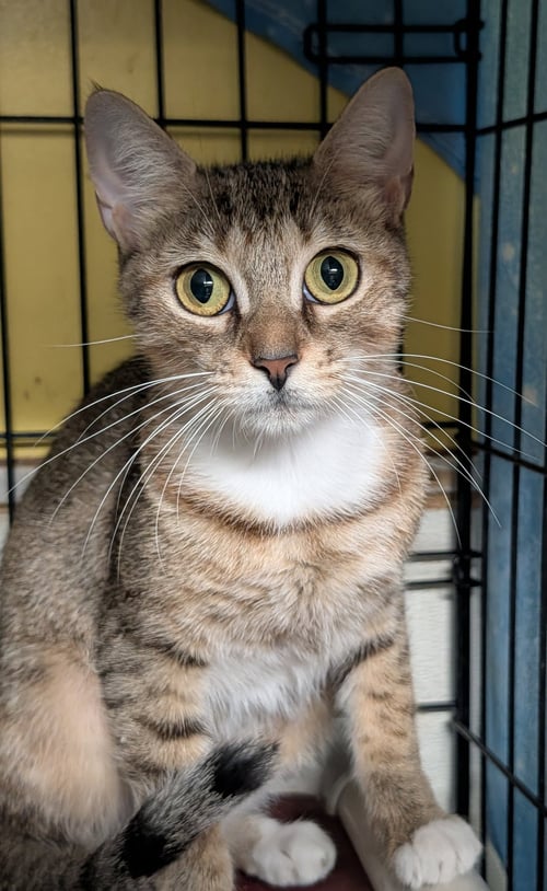 JESSIE (EDNA) - Domestic Short Hair available for adoption