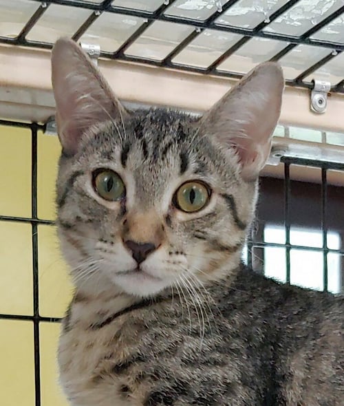 KARA - Domestic Short Hair available for adoption