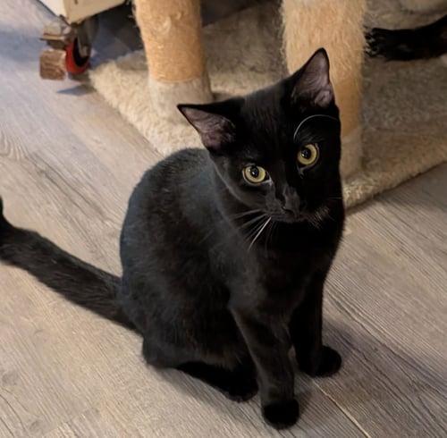 SAGE - Domestic Short Hair available for adoption