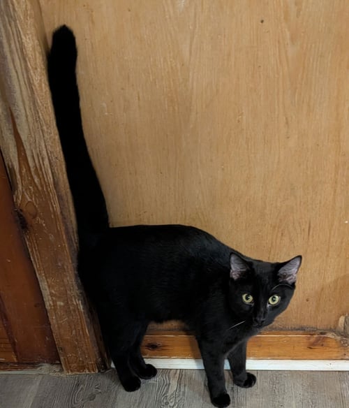 SAGE - Domestic Short Hair available for adoption