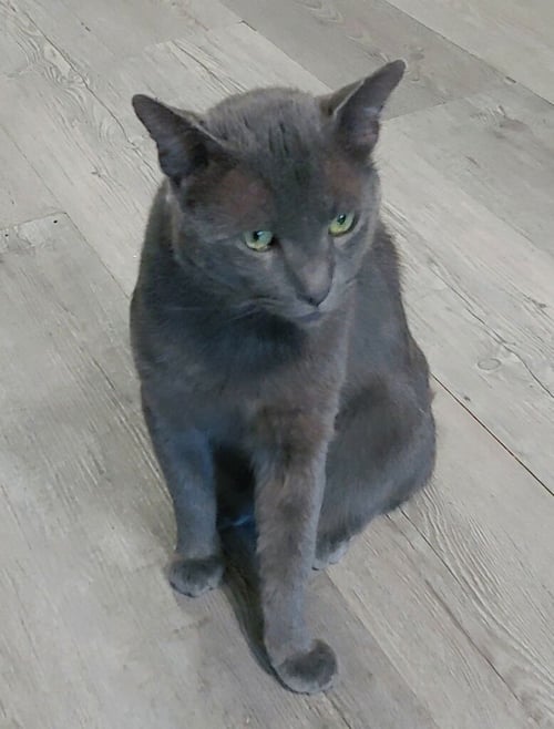 SHADOW BLACKSTONE - Russian Blue / Domestic Short Hair available for adoption