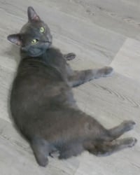 Shadow Blackstone - Photo 2