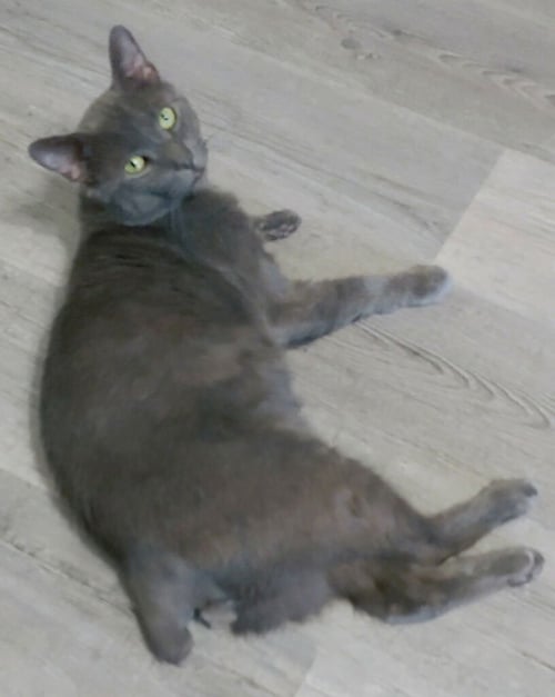 SHADOW BLACKSTONE - Russian Blue / Domestic Short Hair available for adoption