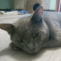 Shadow Blackstone - Photo 3