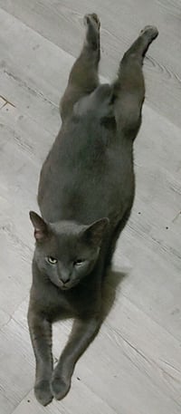 Shadow Blackstone - Photo 5