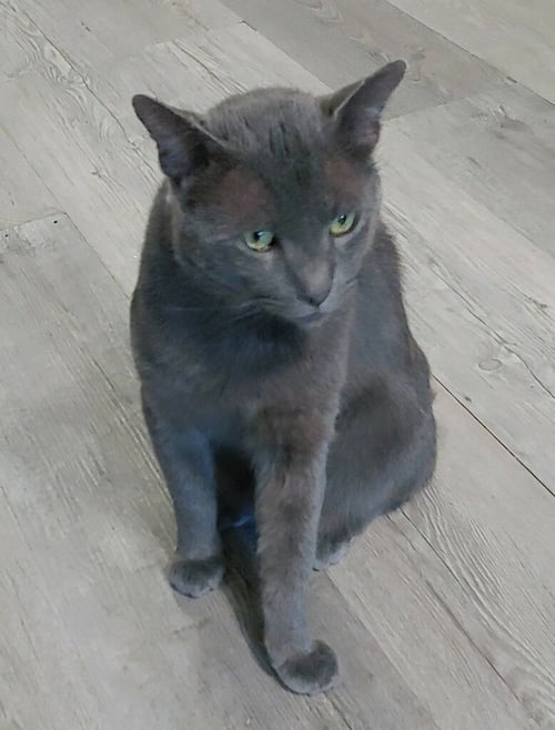 SHADOW BLACKSTONE - Domestic Short Hair available for adoption